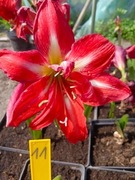 Zwartnica, Amarylis nr 11 obwód 22+cm