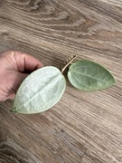 hoya verticillata silver hoja