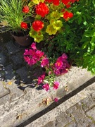 Alstremeria o kwiatach różowych