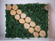 Obraz mech chrobotek 40x50 cm plastry drewna