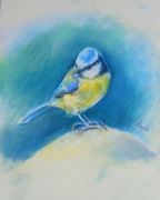 Obraz Modraszka suche pastele 24,5 x 34 cm