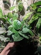 Hoya Acuta Epc 997 - całość ze zdjęcia