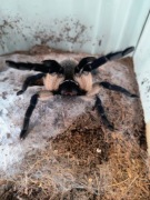 MONOCENTROPUS BALFOURI 2,5DC