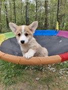 Welsh corgi pembroke 