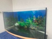 Akwarium 120l z pokrywą