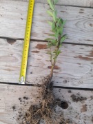 Ligustr pospolity - sadzonka