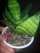 Sansevieria sansewieria hahnii green