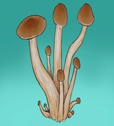 EDUKACYJNY ZESTAW DO OBSERWACJI GRZYBÓW GROWKIT GOLDEN TEACHER FULL AUTO