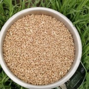 Pszenica 20kg ziarno zboże dla kur gołębi ptaków 