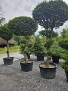 Thuje formowane waxen, aureospicata , rheingold 