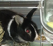 Króliczki  -REZERWACJA!!! DO 1.03.2026r