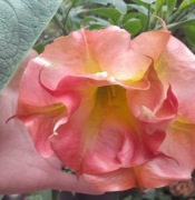 brugmansia, bieluń, datura sadzonki, anielskie trąby