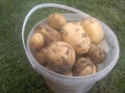 Ziemniaki denar 5 kg smaczna odmiana żółte uniwersalne z 2025 roku