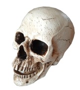 Skarbonka CZASZKA DUŻA 