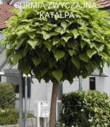Surmia Zwyczajna. Katalpa. Sadzonka. Wysokość ok 60cm