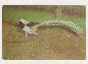 Ptaki z zoo w Bukareszcie - Rumunia- Bażant amherstowski