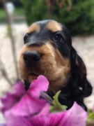 Szczeniaki mini pudel z rodowodem 