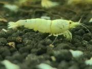 Krewetki Caridina - Snow White - PWL - Pure White Line 