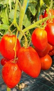 SAN MARZANO REDORTA pomidor Kolekcjonerski