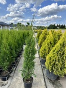 TUJA SZMARAGD w doniczce 100/110 cm