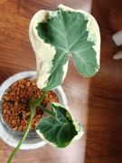 ALOCASIA / ALOKAZJA 'MICKEY MOUSE' 