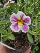 Million Bells - Holy Cow