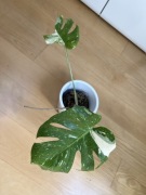 Monstera Thai Constellation
