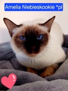 Kotka syjamska tajska do płatnej adopcji z rodowodem WCF 