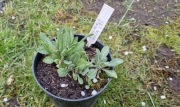 Gailardia  Red 1.5l donica 