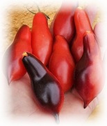 KUMQUAT PINK OPAL pomidor Kolekcjonerski