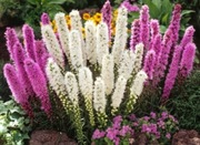 Liatra zestaw sadzonek 