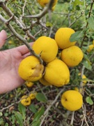 Pigwowiec japoński aromatyczny, ekologiczny 15kg