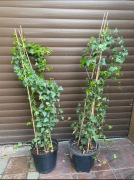 Bluszcz hedera 90-120 cm w dużych donicach kępa