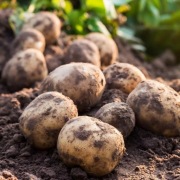 Ziemniaki Vineta Bellarosa. wysoka jakość po wyżej 50 kg transport Gratis !