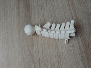 Kręgi szyjne kostek szkielet ciało człowieka National Geographic