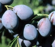 1 sztuka śliwka Węgierka sadzonka 50-100 cm szybki przyrost.