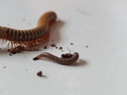 Krocionóg wij benoitolus sp Khao Sok