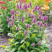 Bukwica bylina wieloletnia sadzonka 