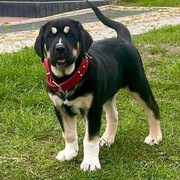 Owczarek środkowoazjatycki szczenięta