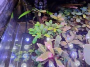 Bucephalandra sp. Deep Purple 