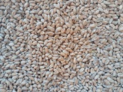 PSZENICA 25 KG ZIARNO DLA DROBIU GRYZONI ZBOŻE 