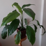 Skrzydłokwiat, 65 cm