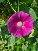 Wilec pnącze o dużych kwiatach 