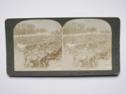 293 Fotografia stereoskopowa - obóz kawalerii, setki koni kawalerii, wojsko