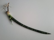 Sansevieria fischerii