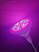 Żarówka do uprawy roślin 80W z oprawką