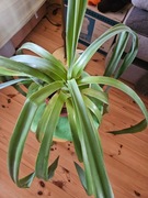 Oferuję Agawa z Teneryfy 8 lat