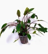 Cryptocoryne beckettii  1 sadzonka