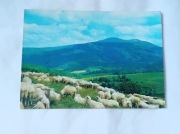 Pocztówka : Wypas owiec w Bieszczadach. KAW, 1974 r. 