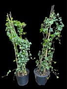 Bluszcz hedera helix 100-130 cm w dużych donicach kępa